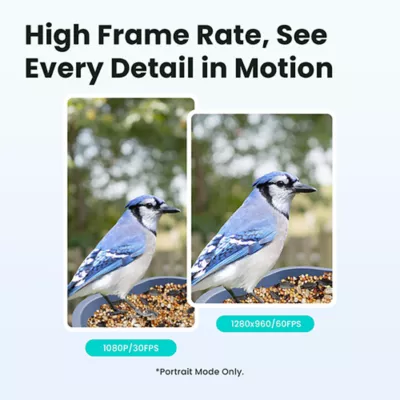 Product Birdfy Smart Bird Feeder Rookie
