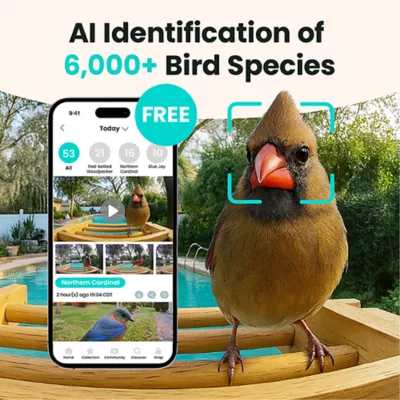 Product Birdfy Smart Bamboo Feeder with AI Identification