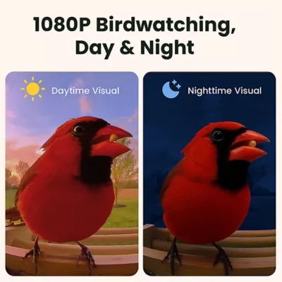 Product Birdfy Smart Bamboo Feeder with AI Identification