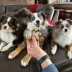 Nylabone Healthy Edibles Wild All-Natural Long Lasting Small Adult Dog Chews - Bison 8 ct image thumbnail 2