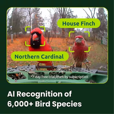 Product Birdfy Smart Feeder 2