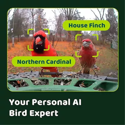 Product Birdfy Smart Feeder 2 PRO