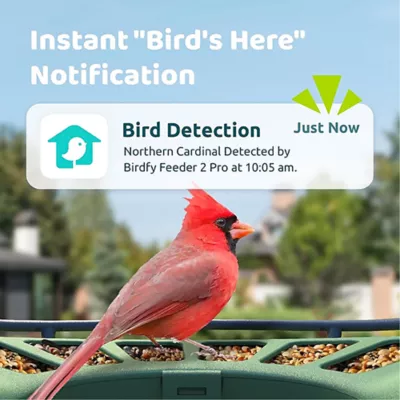 Product Birdfy Smart Feeder 2 PRO