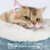 Yaheetech Cat Tree, Shark Style, 61 in image thumbnail 5
