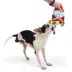 BARK Sally the Wagdoll Plush Dog Toy image thumbnail 5