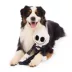BARK Giant Jack Skellington Plush Dog Toy X-Large image thumbnail 3