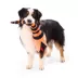 BARK Sandy Claws Snake Plush Dog Toy X-Large image thumbnail 4