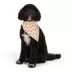 Thrills & Chills® Pumpkins Dog Bandana image thumbnail 1