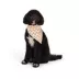 Thrills & Chills® Pumpkins Dog Bandana image thumbnail 1