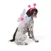 Thrills & Chills® Dog & Cat Butterfly Costume Accessory Set image thumbnail 2