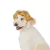 Thrills & Chills® Mullet Dog & Cat Wig Headpiece image thumbnail 2