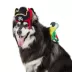 Thrills & Chills® Pirate Dog & Cat Costume Set image thumbnail 2