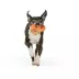 Thrills & Chills™ Halloween Plush Pumpkin Dog Toy image thumbnail 2