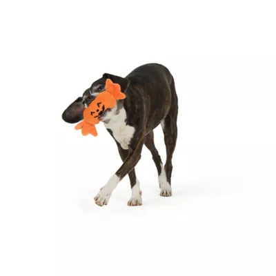 Thrills & Chills™ Halloween Plush Pumpkin Candy Dog Toy - Image 2