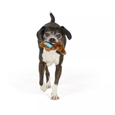 Thrills & Chills™ Halloween Plush Flattie Wolf Dog Toy - Image 2
