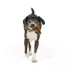 Thrills & Chills™ Halloween Plush Flattie Wolf Dog Toy image thumbnail 2