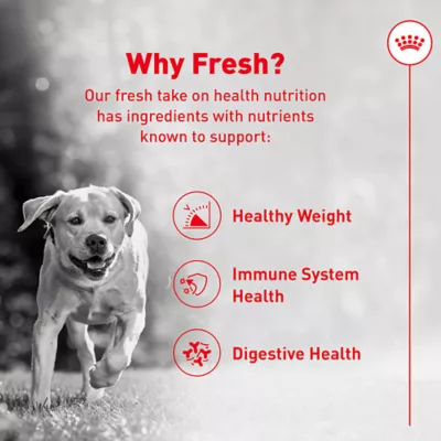 Royal Canin Adult Frozen Dog Food - Pork & Rice - Image 2