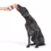 BARK Frappacino Dog Toy image thumbnail 4