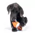 BARK Frappacino Dog Toy image thumbnail 5