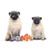 BARK Bats Chewer Dog Toy 2-Pack image thumbnail 3