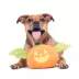 BARK Pumpkin Bat Dog Toy image thumbnail 5