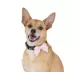 Thrills & Chills™ Halloween Howdy Dog Collar image thumbnail 2