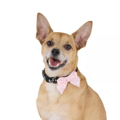 Thrills & Chills™ Halloween Howdy Dog Collar - Image 2