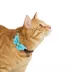 Thrills & Chills™ Halloween Bat Kitten & Cat Collar image thumbnail 2