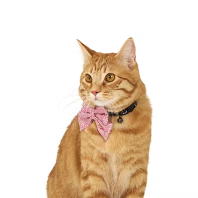 Thrills & Chills™ Halloween Howdy Kitten & Cat Collar - Image 2