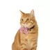 Thrills & Chills™ Halloween Howdy Kitten & Cat Collar image thumbnail 2