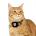 Thrills & Chills™ Halloween Skull Kitten & Cat Collar image thumbnail 2