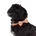 Thrills & Chills™ Halloween Ghost Dog Collar image thumbnail 2