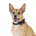 Thrills & Chills™ Halloween Bat Dog Collar image thumbnail 2