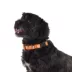 Thrills & Chills™ Halloween Skull Dog Collar image thumbnail 2