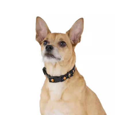 Thrills & Chills™ Halloween Pumpkin Dog Collar - Image 2