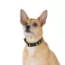 Thrills & Chills™ Halloween Pumpkin Dog Collar image thumbnail 2