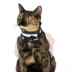 Thrills & Chills™ Halloween Cowgirl Kitten & Cat Leash & Harness Combo image thumbnail 3