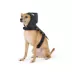 Thrills & Chills™ Halloween Spider Dog Costume Harness image thumbnail 2
