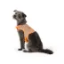 Thrills & Chills™ Halloween Cowboy Dog Costume Harness image thumbnail 1
