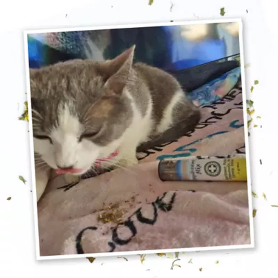 Meowijuana Daydreamer Mix Tube Cat Toy - Image 6