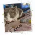 Meowijuana Daydreamer Mix Tube Cat Toy image thumbnail 6