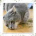 Meowijuana Purple Passion Blend Catnip Tube Cat Toy image thumbnail 5