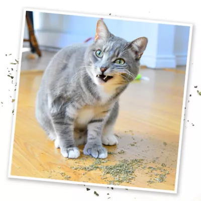 Meowijuana Purple Passion Blend Catnip Tube Cat Toy - Image 6