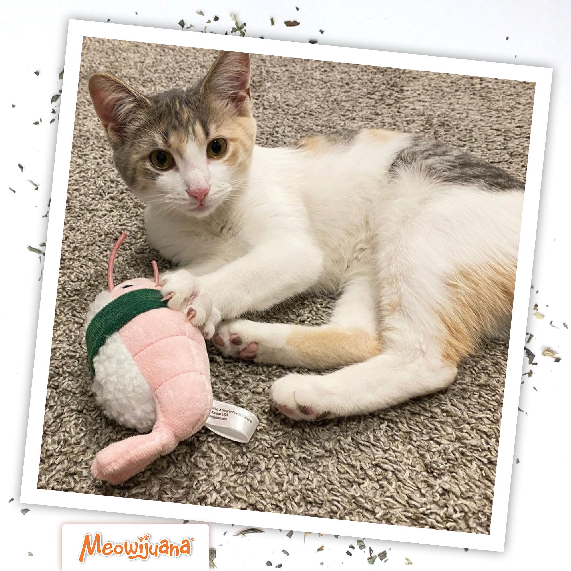 Meowijuana Get Wrapped Refillable Cat Toy - thumbnail 6