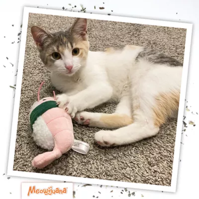 Meowijuana Get Wrapped Refillable Cat Toy - Image 6