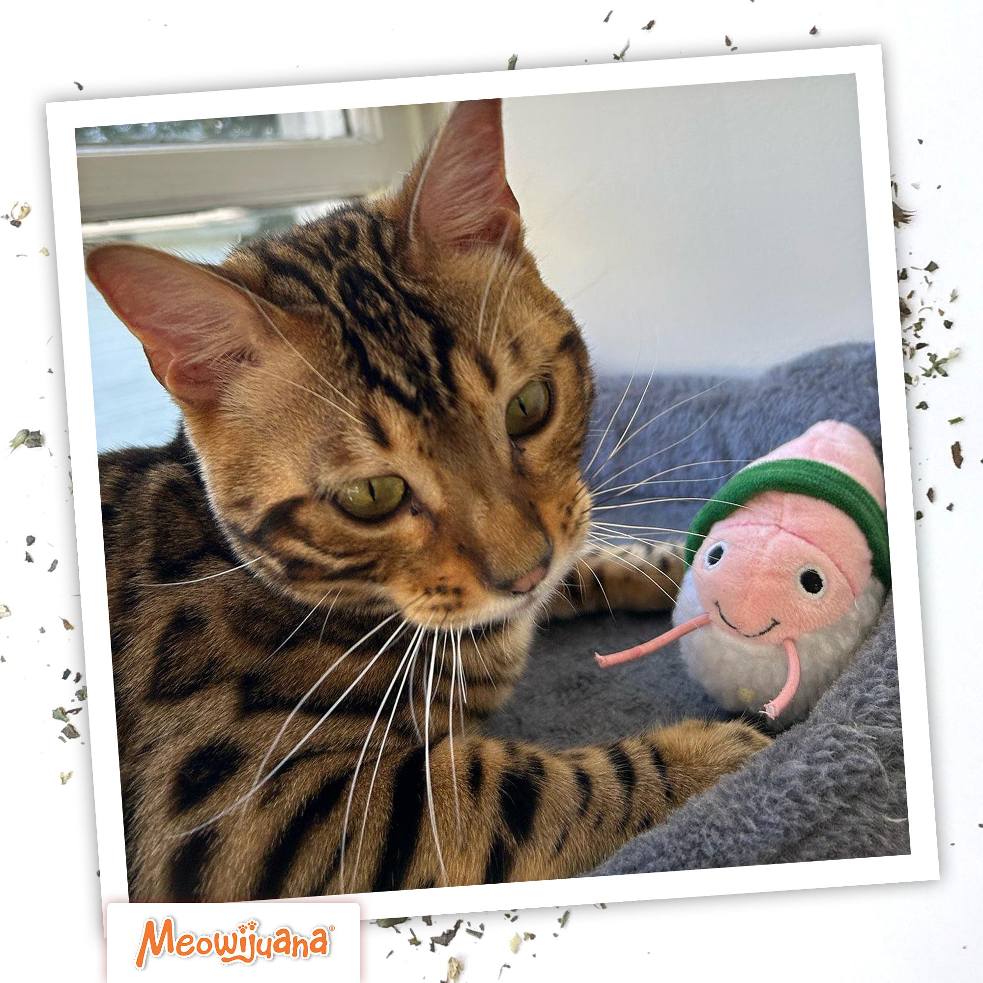 Meowijuana Get Wrapped Refillable Cat Toy - thumbnail 7