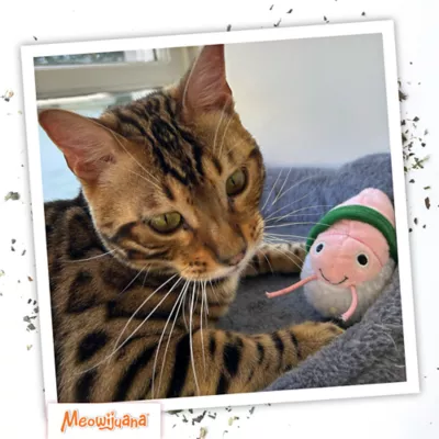Meowijuana Get Wrapped Refillable Cat Toy - Image 7