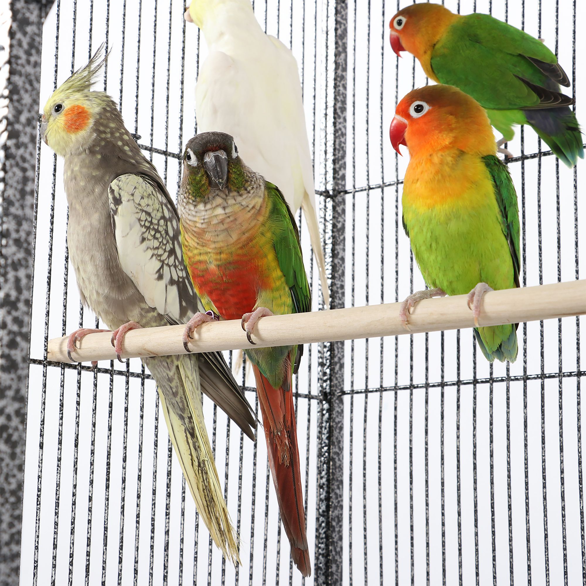 Yaheetech Large Rolling Parrot Bird Cage with Detachable Stand for Parrots - thumbnail 5