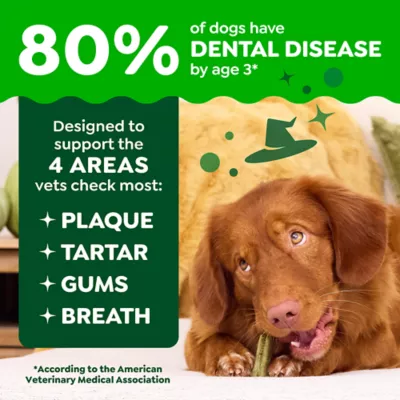 Greenies Adult Natural Dental Dog Treats Regular Size, Pumpkin Spice Flavor, 12 oz. Pack, 12 Count - Image 3