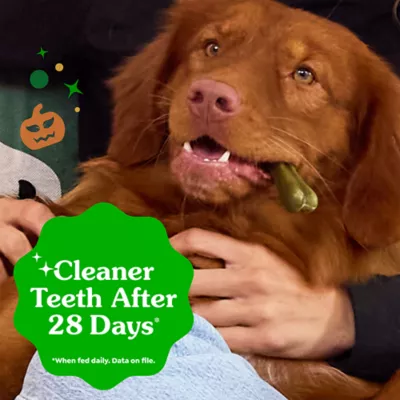 Greenies Adult Natural Dental Dog Treats Large Size, Pumpkin Spice Flavor, 12 oz. Pack, 8 Count - Image 4
